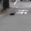 距離感の生き物…