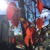 2020年の紅葉