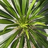 ラメリー　葉っぱがいい感じに