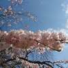 あじさいの名所 鎌倉 長谷寺 あじさい ２０２２年 見頃に？