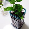 【屋内栽培】ミントの挿し木に挑戦④　３パターンで植え付けてみます