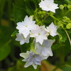 金沢の紫陽花寺【本興寺】（その５）