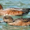 紀北・片上池にヒドリガモ飛来
