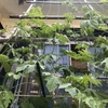【家庭菜園】今日のゴーヤ（2017年06月19日）  緑のカーテン造成中