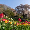 【福島の桜2024】”桜の横綱” 越代の桜––古殿町にたたずむ森の巨人を訪ねる