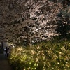 夜桜見物