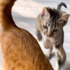 保護猫 子猫のエル 成長記録 生後3ヶ月 華麗なるジャンプ