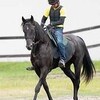 【愛馬の近況】シュプールロイヤルが新馬戦に向けて入厩