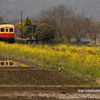 canola railroad