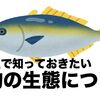 謎の生物　青物の生態