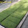 田植えをしました　一安心