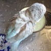 水浴び大好き