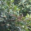 アカメヒヨドリ(Olive-winged Bulbul)