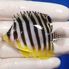 【現物2】シマヤッコ 5.5cm±!海水魚 生体 15時までのご注文で当日発送【ヤッコ】