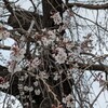 寄り道👣　枝垂れ桜は三分咲き？！🌸