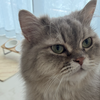 猫は寝る、かいぬしは悩む