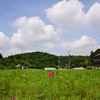 ◆以前はヒマワリ畑（金谷郷/大網白里市）