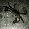 カニを持ち帰ったことはありません