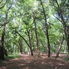 神代植物公園_4_バラ園（東京都調布市）