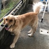 大型犬だから
