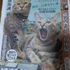 日刊ニャンダイ