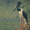 Black-necked Stork セイタカコウ (インドの鳥その89)