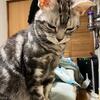猫様的には寒い