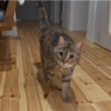 名前を呼ぶと50%の確率で近寄ってくる愛猫たち