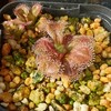 球ドロ芋ドロ、続々発芽！