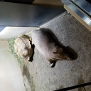 秋猫日記