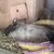 しろごまあん1670日目