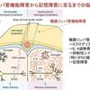 加齢による髄膜リンパ管の機能低下が，免疫細胞ミクログリアを介して認知機能障害をもたらすというパラダイムシフト