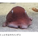 たこのビート日記