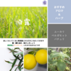 【二十四節気の香り養生】白露（はくろ）：2024年は9月7日～過ごし方とイメージする香り