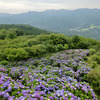 「美の山公園」2020/7/7