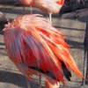 大森山動物園「雪の動物園」2019.1.12③