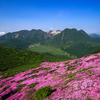 【登山記】 九重連山 初夏の平治岳を染めるミヤマキリシマのお花見登山