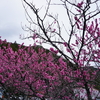 静岡県　浜松市　道の駅　天竜相津　花桃の里に行って来ました①