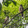 アオバズク巣立ち　ただいま２羽