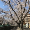 麻生川の桜並木（川崎市麻生区）を歩く