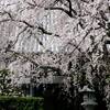 西迎寺の枝垂れ桜