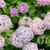 紫陽花みるなら