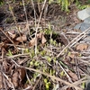 鹿に食べられても咲く草花、そしてウズラ