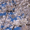 世の中いろいろあるけど、桜の季節ですね・・・