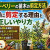 ブルーベリーの苗木の剪定方法！最初に剪定する理由と正しいやり方