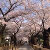 蒼天！雨上がりサクラ満開の水曜日 （＾Ｏ＾☆♪