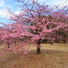 #代々木公園#河津桜