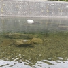5月8日(金)荒川柳大橋の河川情報