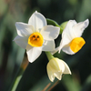 水仙・ケムリ