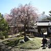 円照寺のしだれ桜